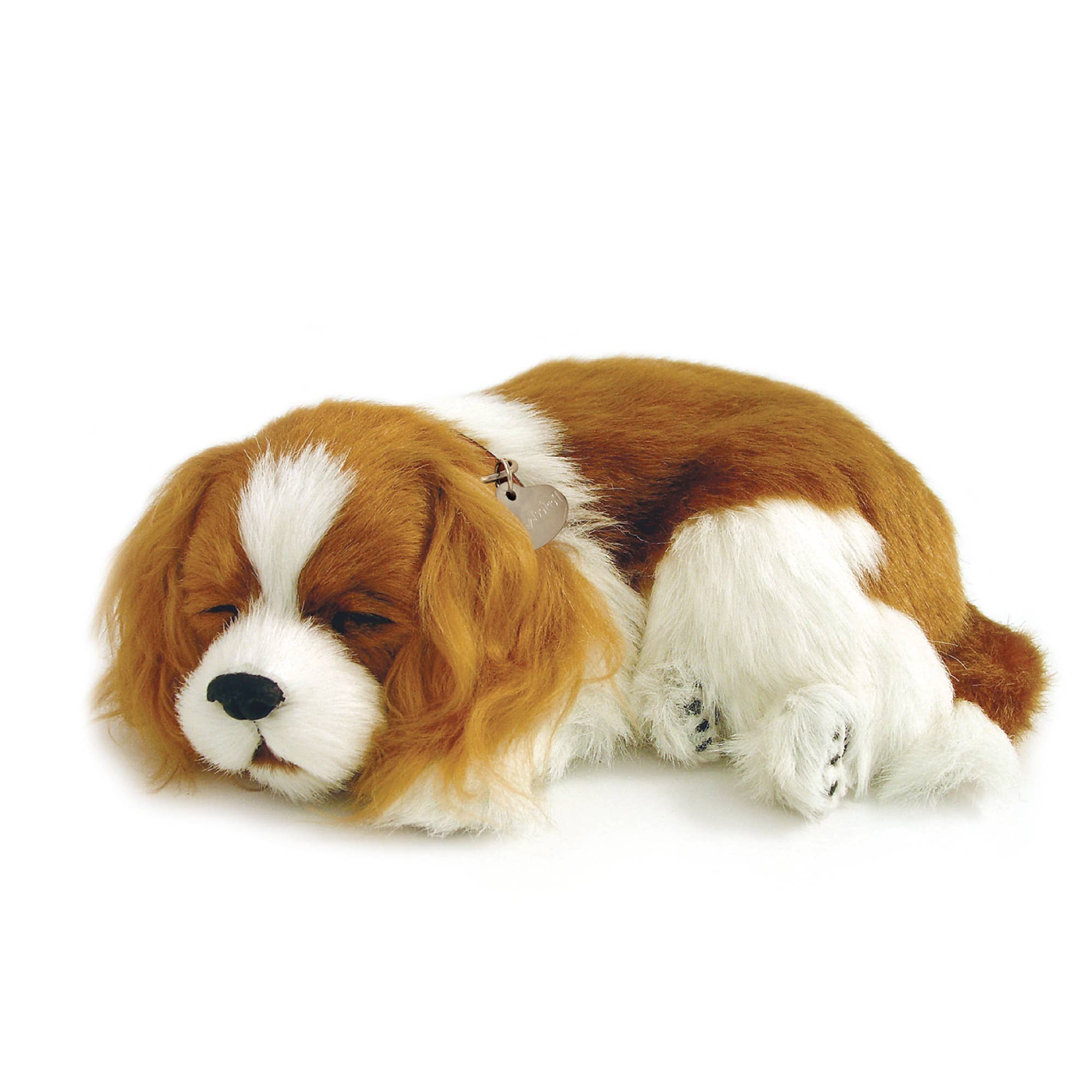 Sleeping Cavalier King Charles