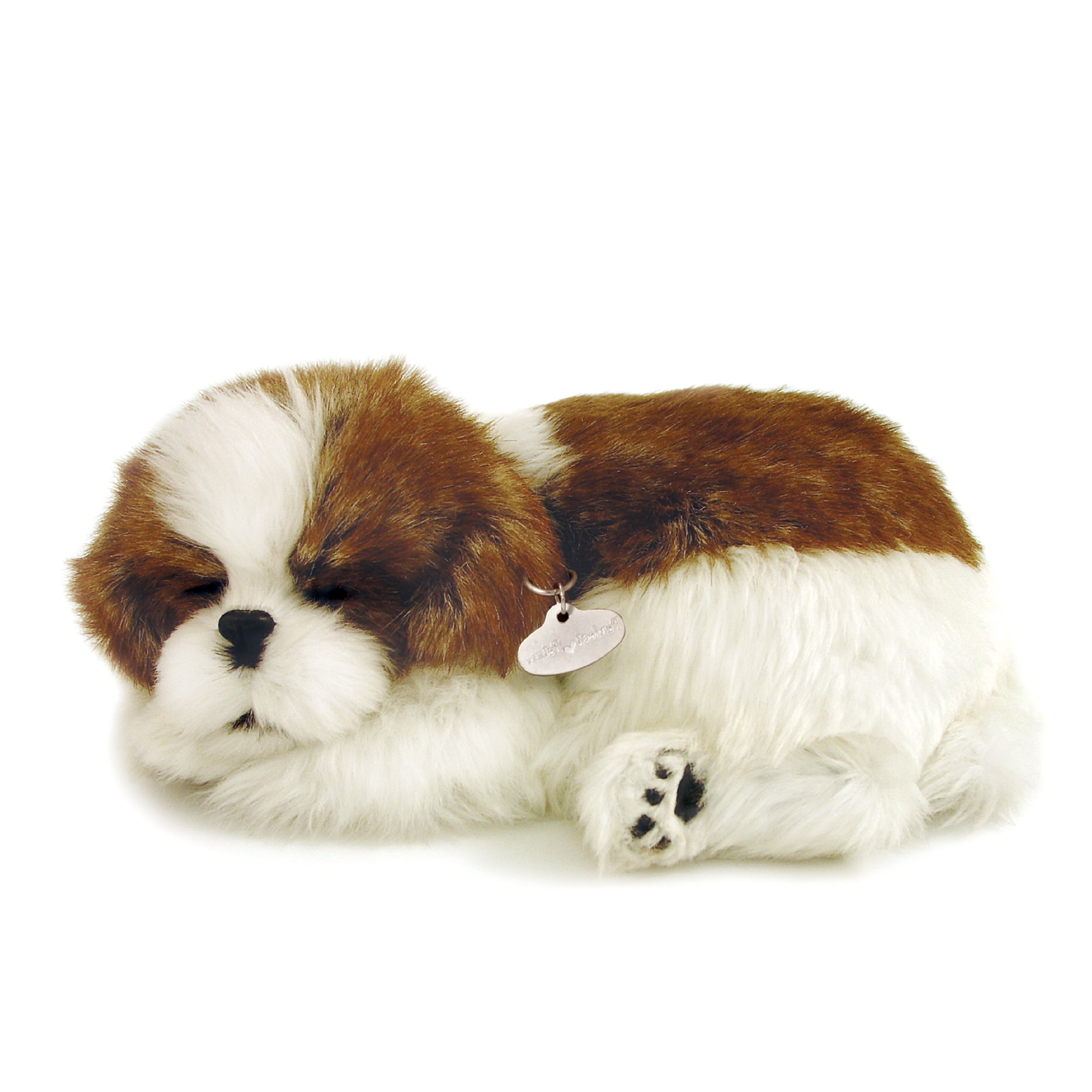 Sleeping Shih Tzu