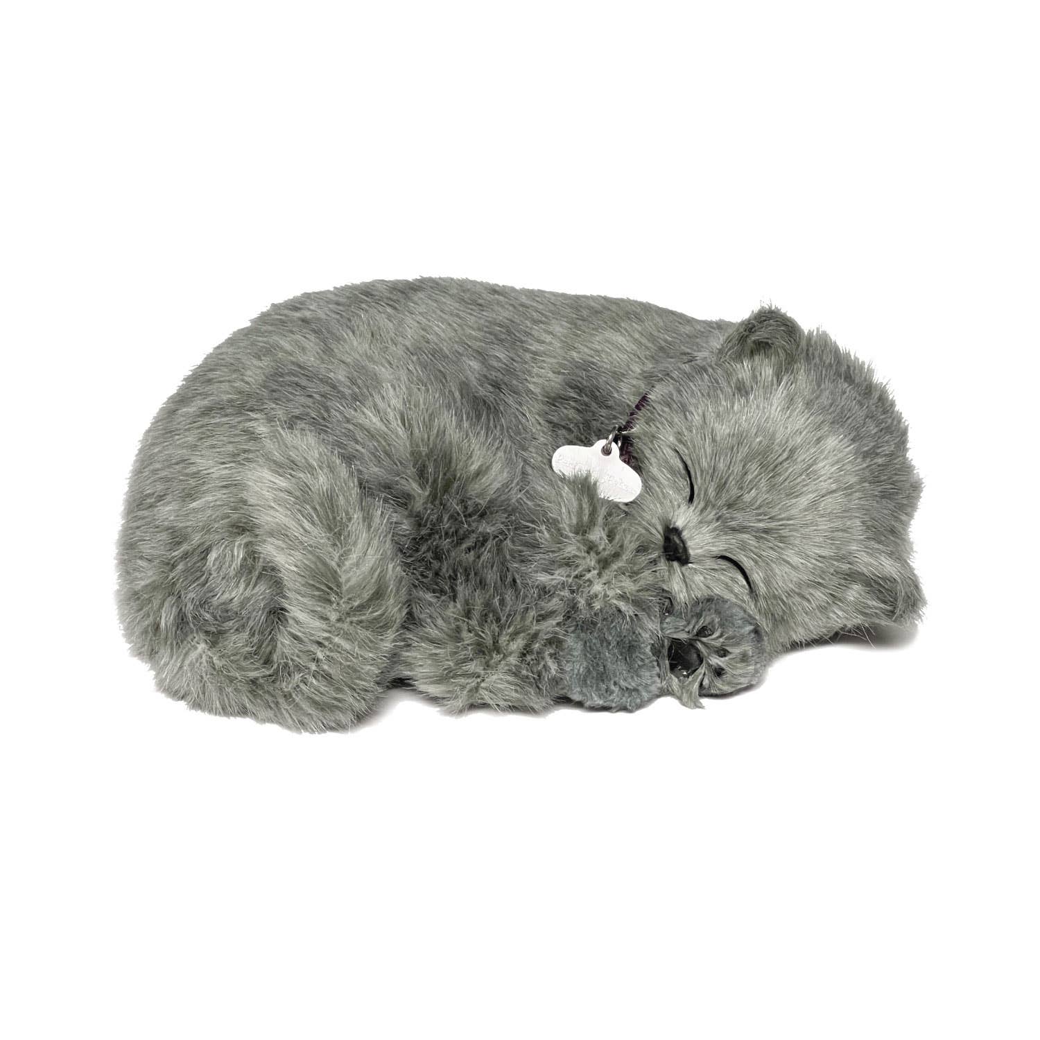 Sleeping Gray Shorthair Kitten